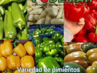 Fresh Limes Tahiti Colombia All calibers available Packaging: 4,5kg