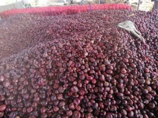 We, Fair 21 Import Export Egyptian company Exporting and