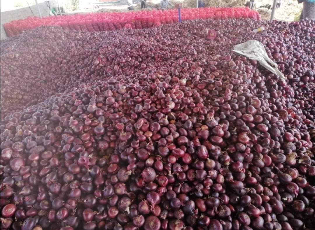 We, Fair 21 Import Export Egyptian company Exporting and delivering Egyptian products Fresh, Frozen, Vegetables and Fruits from Egypt to the whole world