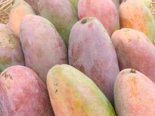 Fair21 export announce We have now Fresh High quality