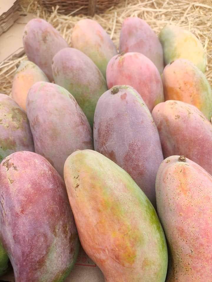 Fair21 export announce We have now Fresh High quality Egyptian : FRESH MANGO , ALL VARAITY Big contract are welcome Real buyers who can pay for what he buy