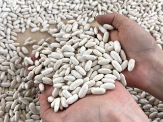White Kidney Beans Best Quality 180 A Each 100