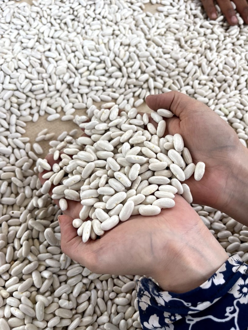 White Kidney Beans Best Quality 180 A Each 100 Gram Sizes 9 + Packing: 25, 50 Kilo Bags Shelf Live 18 Months Price Fob Egypt Ports = 1390 $ Per ton Payment: