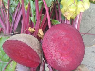 Monty red beetroot for sale. Caliber from 5-12. Healthy