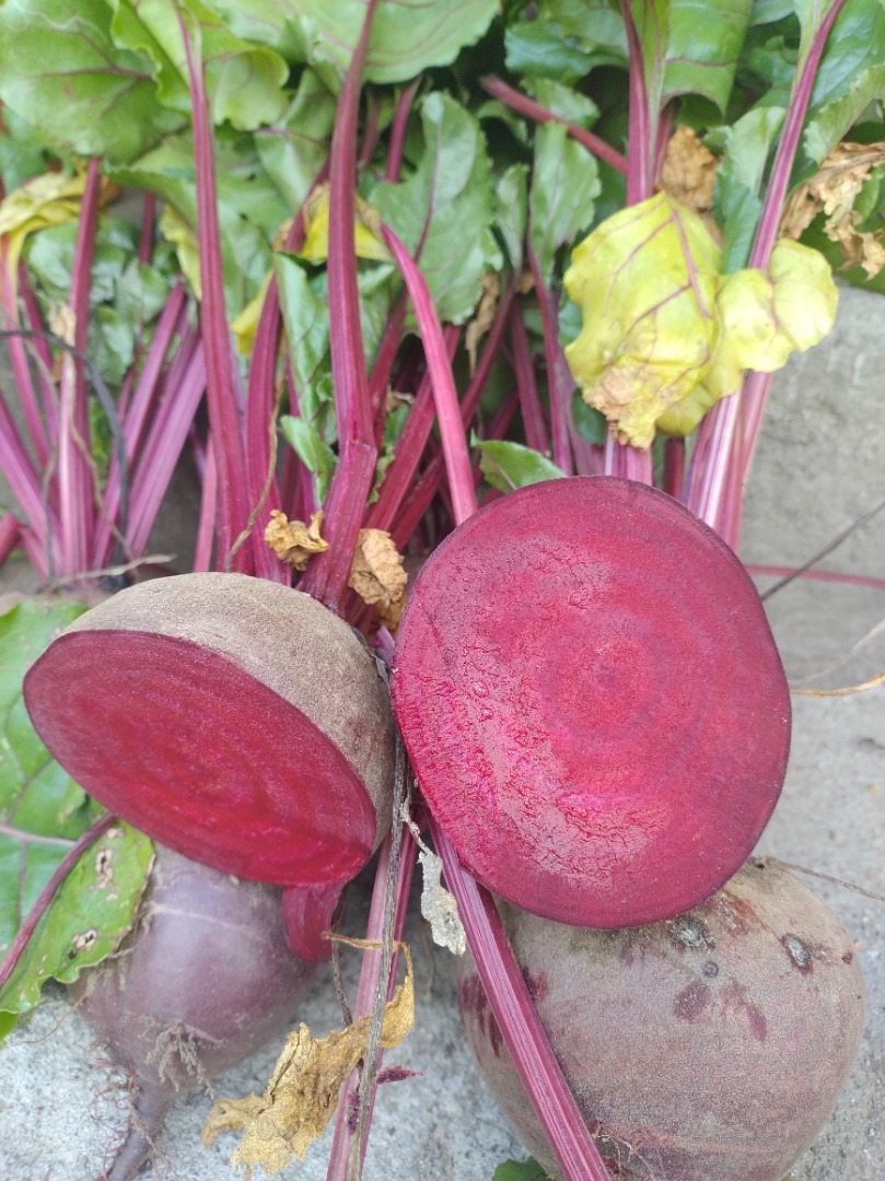 Monty red beetroot for sale