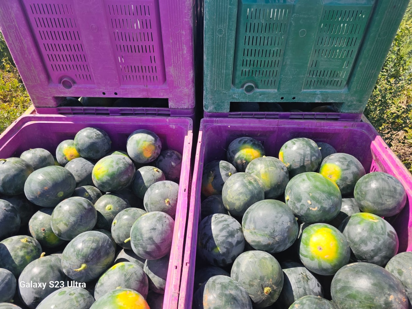 We sell watermelons from the field