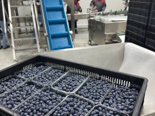 We sell blueberries, American varieties, Global GAP certificated. Our