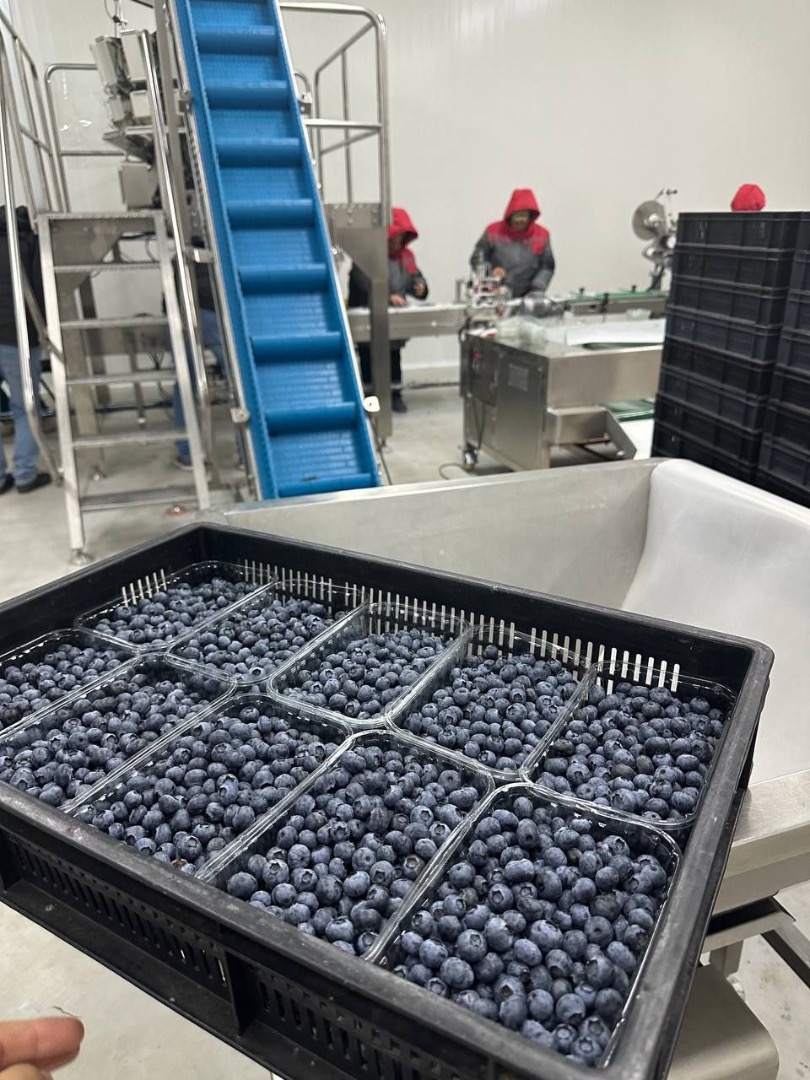 We sell blueberries, American varieties, Global GAP certificated