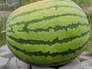 I am selling watermelons, 2-6 kg in size