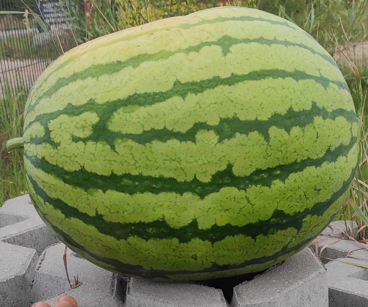 I am selling watermelons, 2-6 kg in size