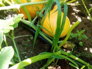 Hello, I have pumpkins to offer in 2024, the