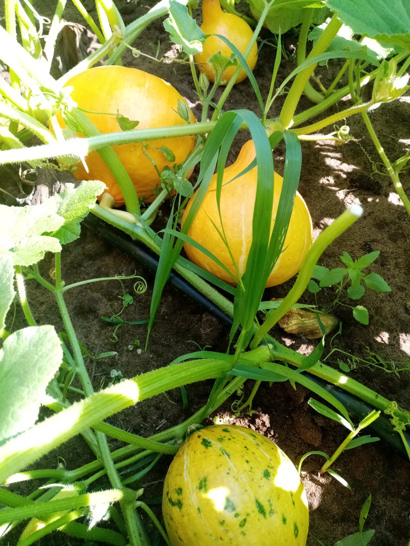 Hello, I have pumpkins to offer in 2024, the Hokkaido variety