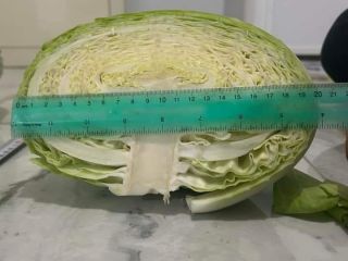 white cabbage for pickling, for export, no problem with