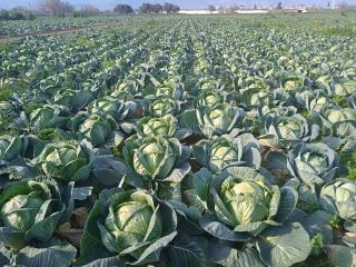 white cabbage for pickling, for export, no problem with