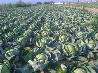 white cabbage for pickling, for export, no problem with
