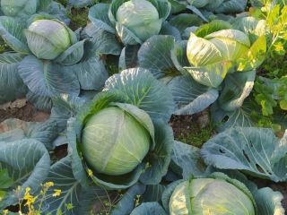 white cabbage for pickling, for export, no problem with