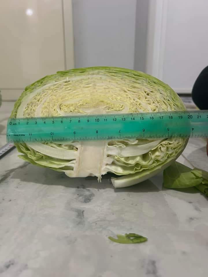 white cabbage for pickling, for export, no problem with appropriate tonnage, I will sell high-quality products, reliable agriculture for future business