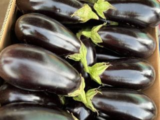 I am selling eggplant aragon f1 for more details