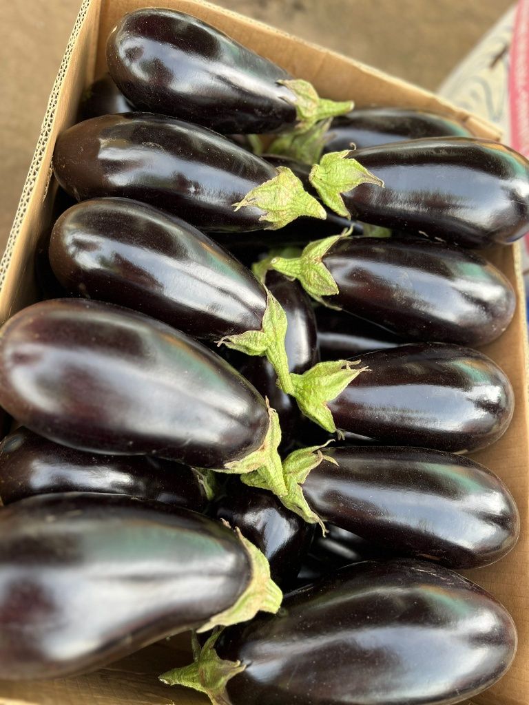 I am selling eggplant aragon f1 for more details contact me I offer and transport if needed