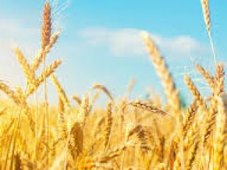 We grow wheat, durum, corn, barley, rapeseed on 10.000
