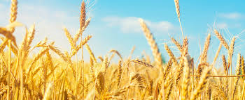 We grow wheat, durum, corn, barley, rapeseed on 10.000 ha
