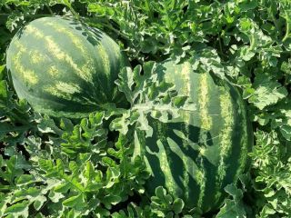 The best watermelon in region. Sweet and fresh. Call