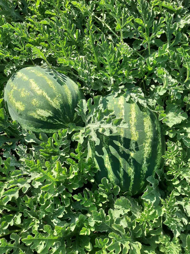 The best watermelon in region