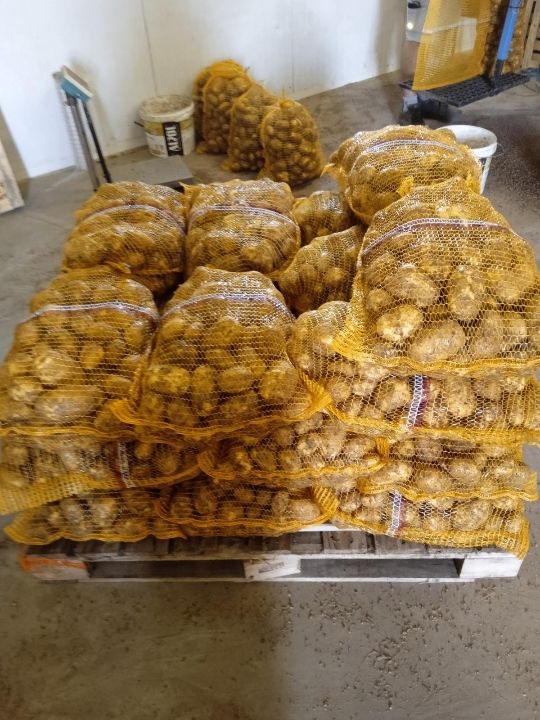 potatoes of the highest grade, caliber 5+, packaging of 15 kg net, the price includes delivery of products to Spain