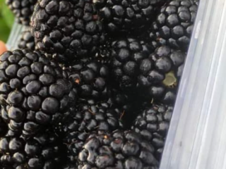 Starting today, we have sweet and tasty blackberries in