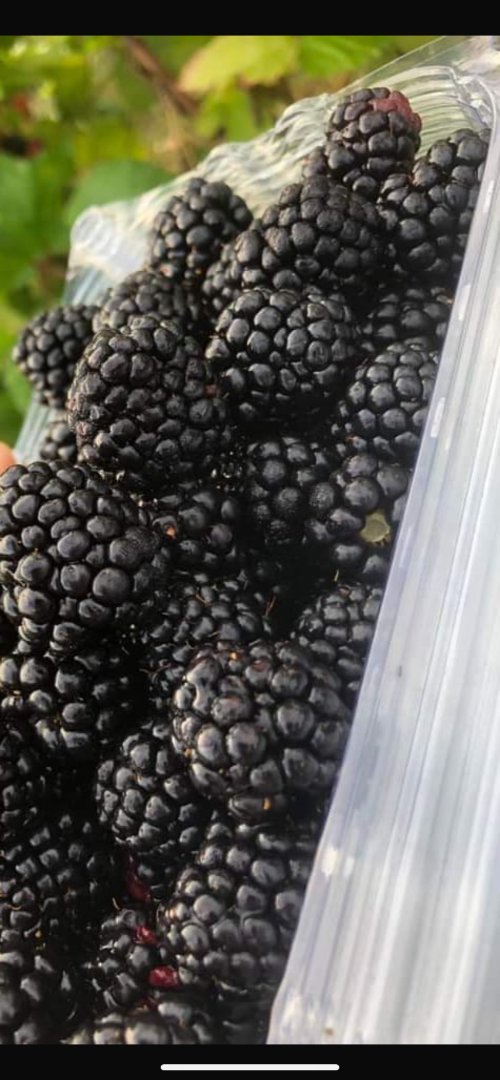 Starting today, we have sweet and tasty blackberries in our plantation in Pausesti Maglasi