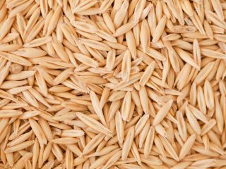 I am selling Maxi variety oats. Harvest 2024. Quantity