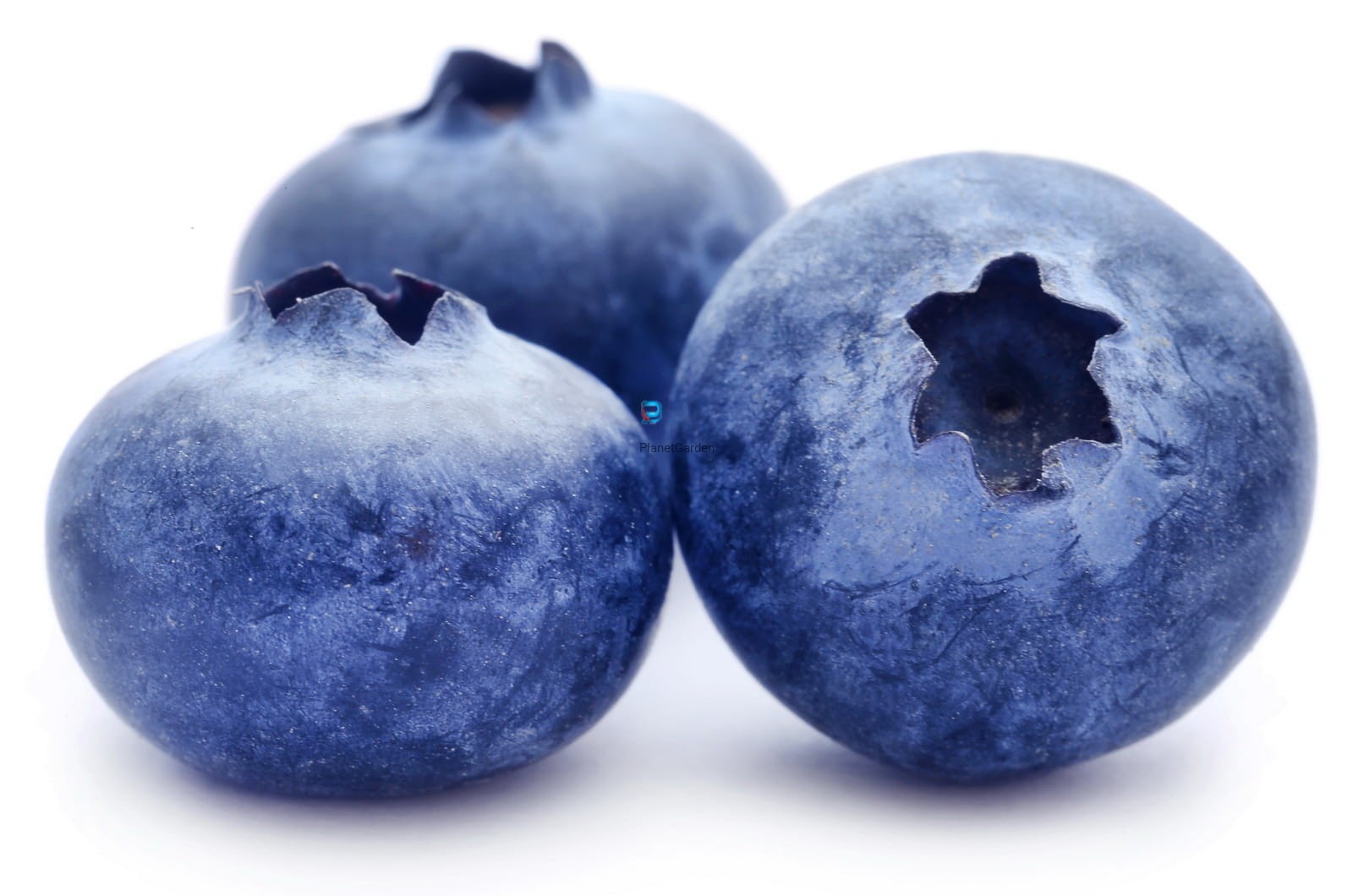 Hello, I will buy blueberries in larger quantities from 1 ton, nice product for ages 14+, please contact me
