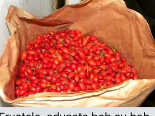 I sell frozen rose hips! guaranteed quality! 40 tons,