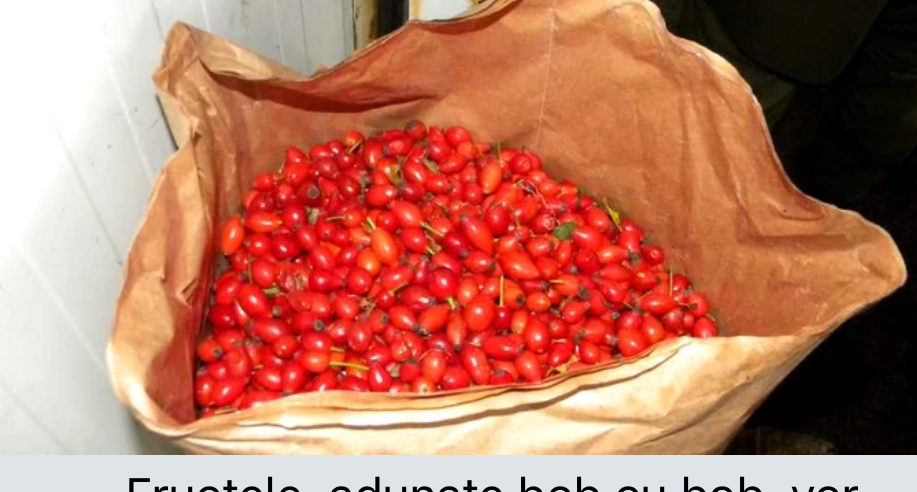 I sell frozen rose hips! guaranteed quality! 40 tons, packed in 25 kg paper bags