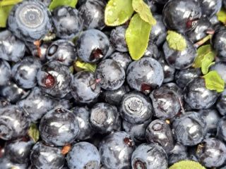 I will sell unwashed berries PLN 19 per 1kg