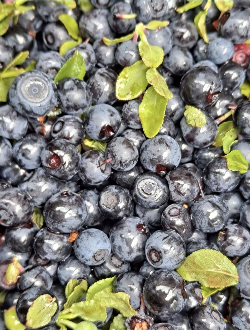 I will sell unwashed berries PLN 19 per 1kg