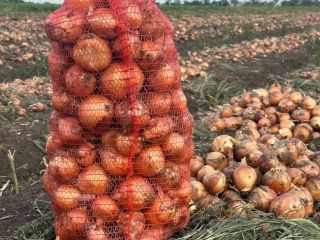 Our company sells yellow onions directly from the producer