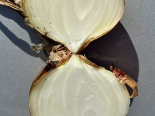 Our company sells yellow onions directly from the producer