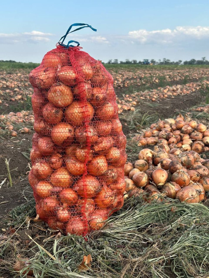 Our company sells yellow onions directly from the producer for export to the EU