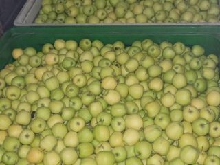 We buy organic and conventional apples for peeling, in