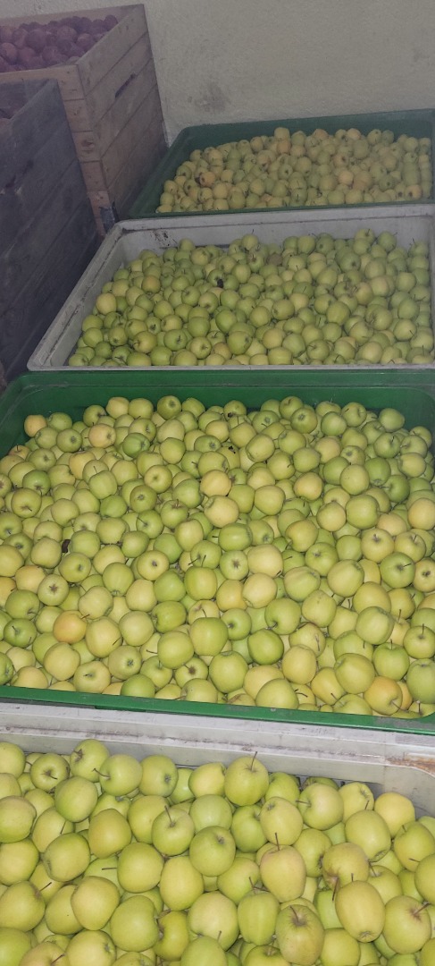 We buy organic and conventional apples for peeling, in large quantities ranging from 100 to 5,000 tons