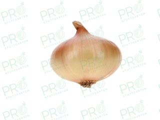 A Ukrainian farm offers high-quality Stuttgarten Riesen onions for