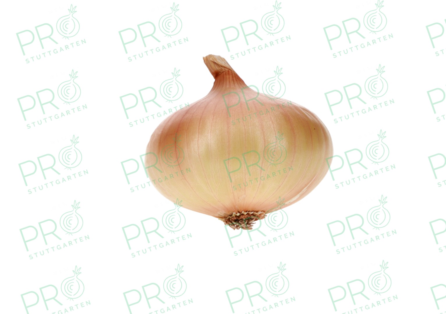 A Ukrainian farm offers high-quality Stuttgarten Riesen onions for growing green plumes in greenhouses