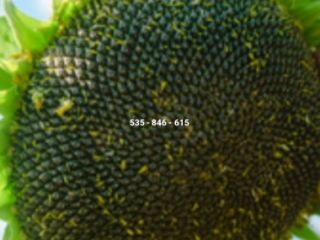 Hello, I'm selling sunflower seed caps. Any quantity, cut