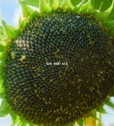 Hello, I'm selling sunflower seed caps