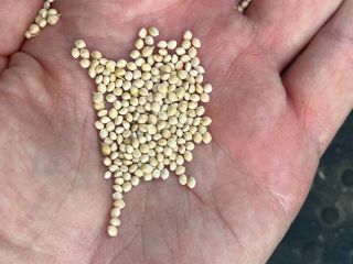 Dried pure white Italian millet. Email