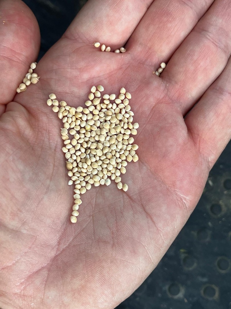 Dried clean white Italian millet