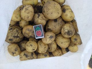 Hello. We offer extra-quality potatoes from Ukraine. Various varieties.