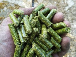 Alfalfa pellets: Sale of alfalfa pellets with quality certificate,