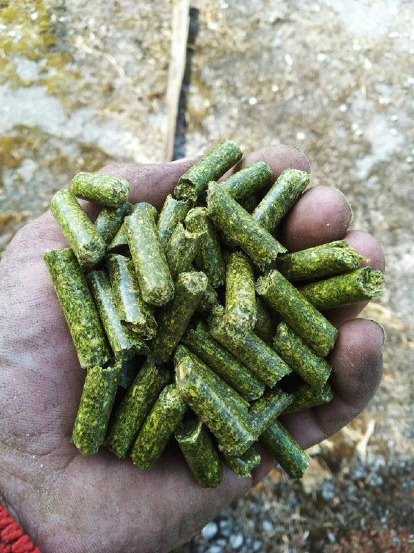 Alfalfa pellets: Sale of alfalfa pellets with quality certificate, DAP delivery possible